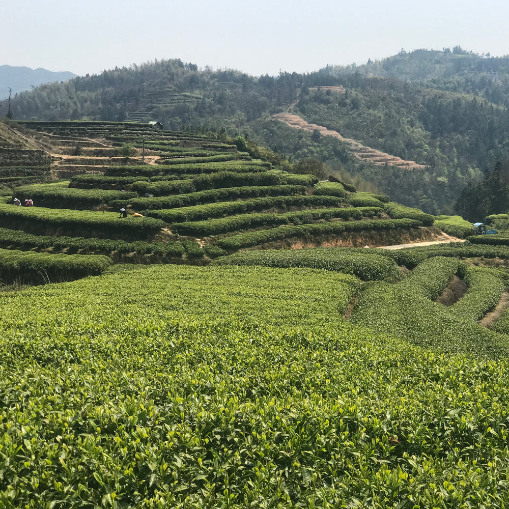 Bai Mu Dan