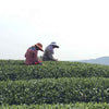 Bai Mu Dan